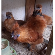Buff Silkie